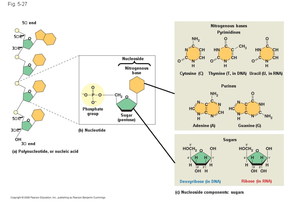 Fig. 5-27 5 end Nucleoside Nitrogenous base Phosphate group Sugar (pentose) (b) Nucleotide (a)